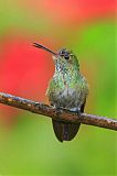 White-necked Jacobin